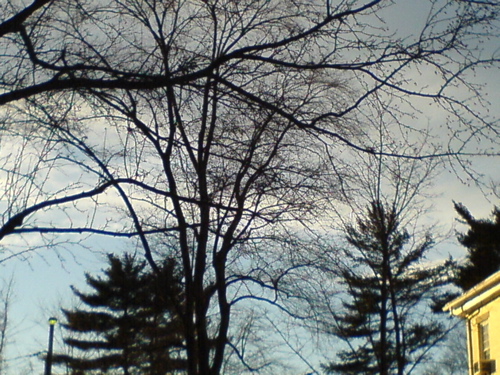treesandsky.JPG