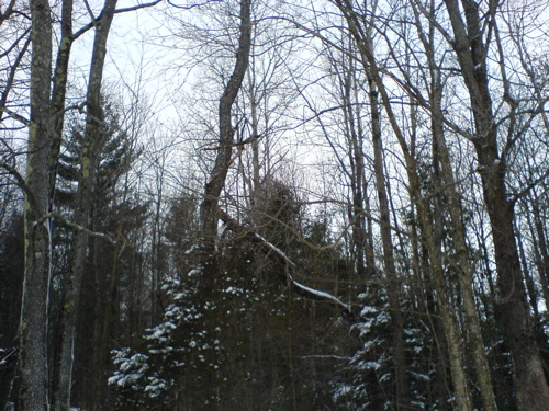 salamandertrees.JPG