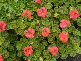 DSC01679.JPG